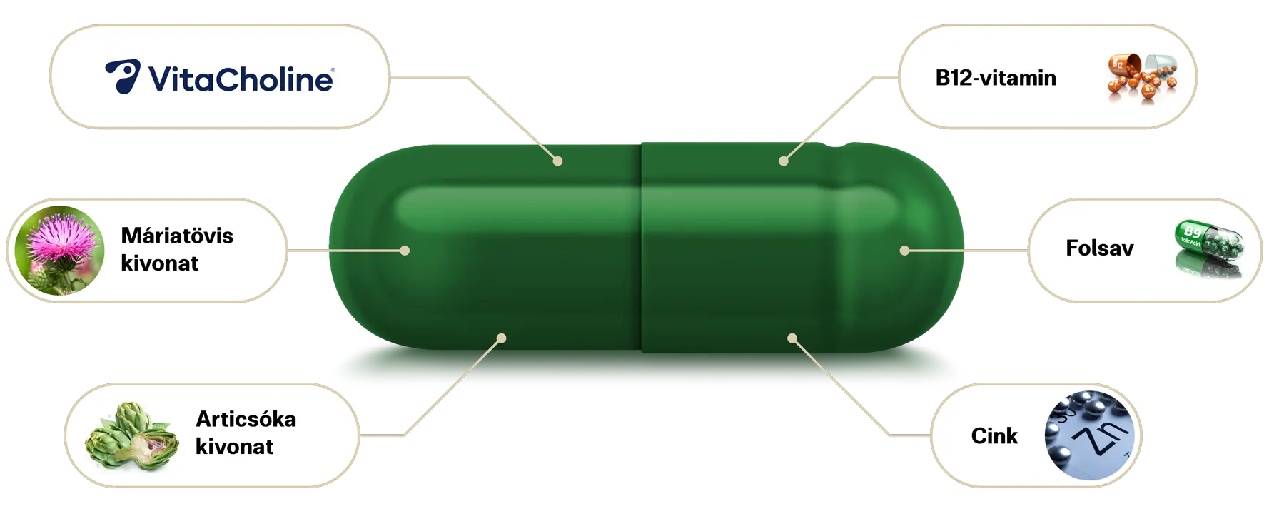 Natural Pharmaceuticals Hepactum™ FORTE A Hepactum™ FORTE étrend-kiegészítő zöld kapszuláját és összetevőit ábrázoló grafika: VitaCholine®, máriatövis kivonat, articsóka kivonat, B12-vitamin, folsav és cink.