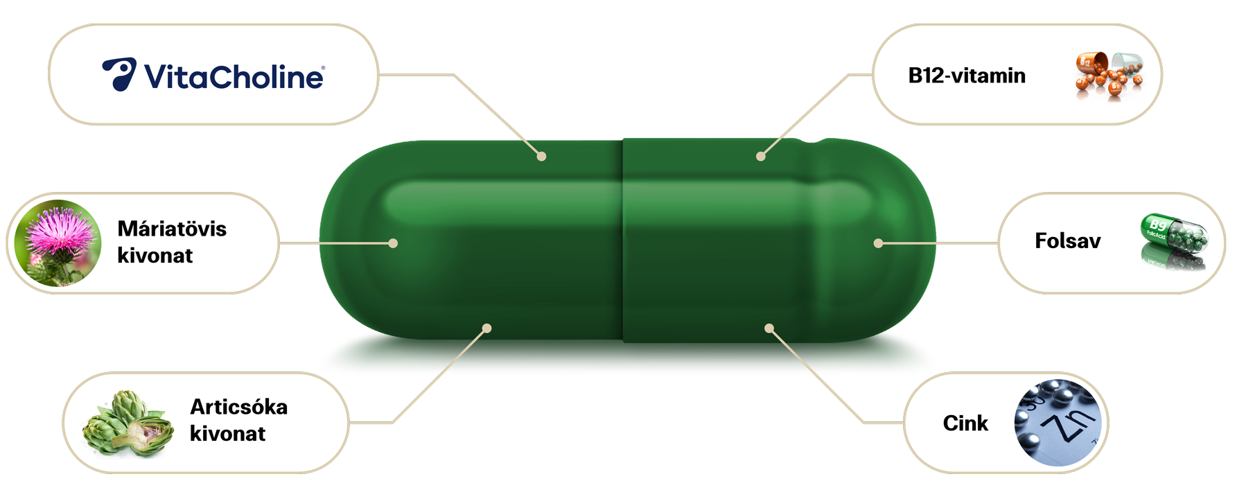 Natural Pharmaceuticals Hepactum FORTE A Hepactum™ FORTE étrend-kiegészítő zöld kapszuláját és összetevőit ábrázoló grafika: VitaCholine®, máriatövis kivonat, articsóka kivonat, B12-vitamin, folsav és cink.